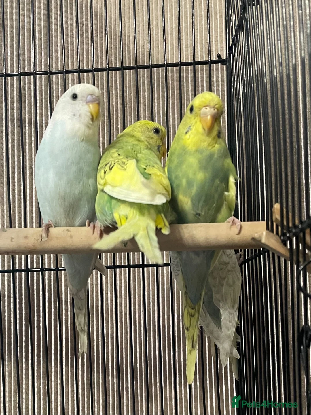 Budgerigars birds for sale: Young budgies £20 each - Advert 2