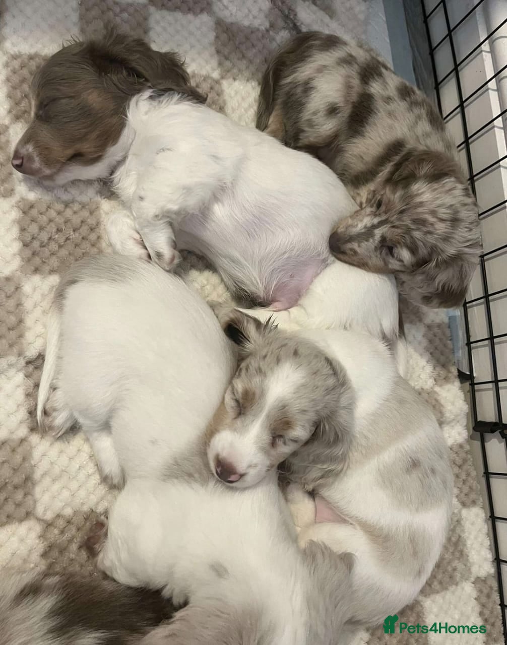 Miniature Dachshund dogs Stunning Long-Haired Miniature Dachshund Puppies  - Advert 1