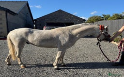 Welsh Section A horses for sale: Welsh section A Gelding - Image 7