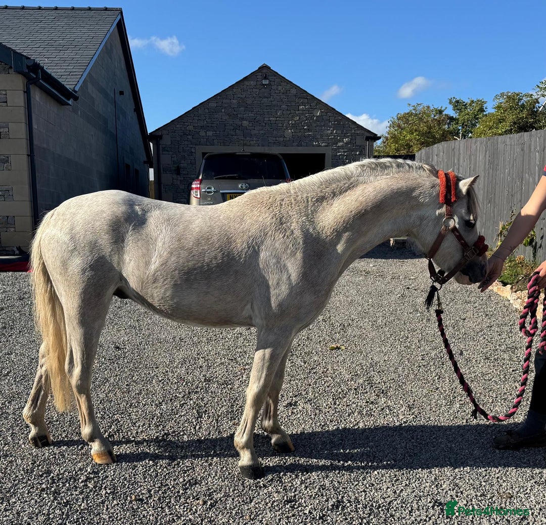Welsh Section A horses for sale: Welsh section A Gelding - Image 7