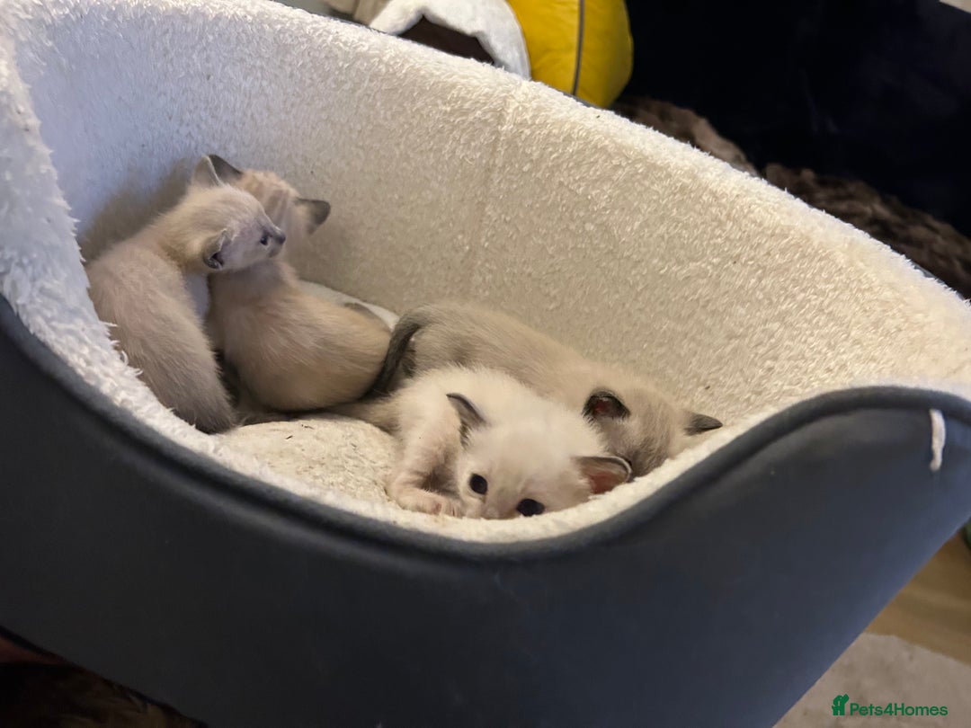 Siamese cats for sale: Traditional Siamese kittens  - Image 11