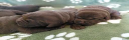 Labrador Retriever dogs for sale: Chocolate Labradors Puppies,Health Tested Parents  - Advert 5