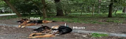 German Shepherd dogs for sale: 2 long-haired German Shepherd puppies for sale in Haverhill - Advert 3