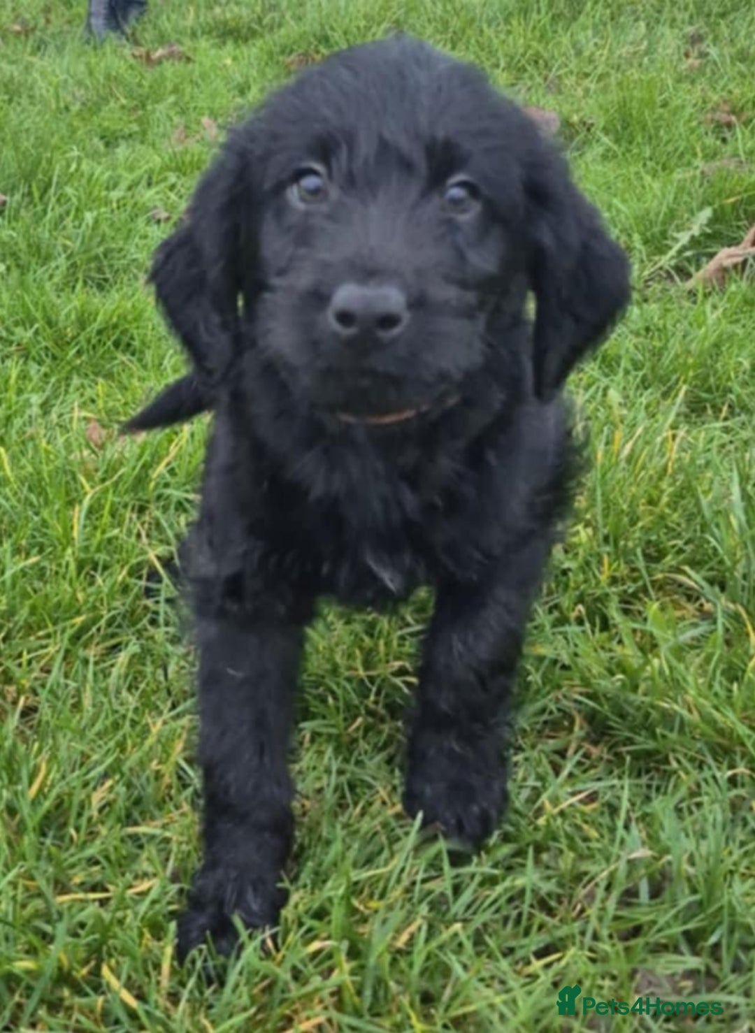 Labradoodle dogs for sale: F1 labradoodles READY NOW - Advert 17