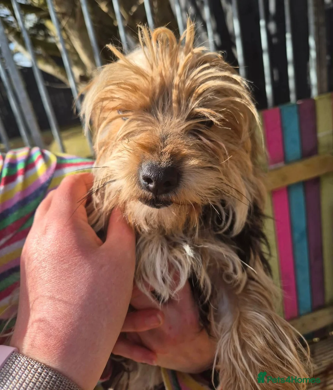 Mixed Breed dogs for adoption: Scamp - In Ayr Looking for a Home  - Advert 6