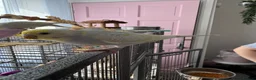 Budgerigars birds for sale: 3 rainbow budgies for sale  in Appleby-in-Westmorland - Advert 4