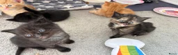 Mixed Breed cats for sale: Beautiful playful kittens £100 - £250 - Advert 15