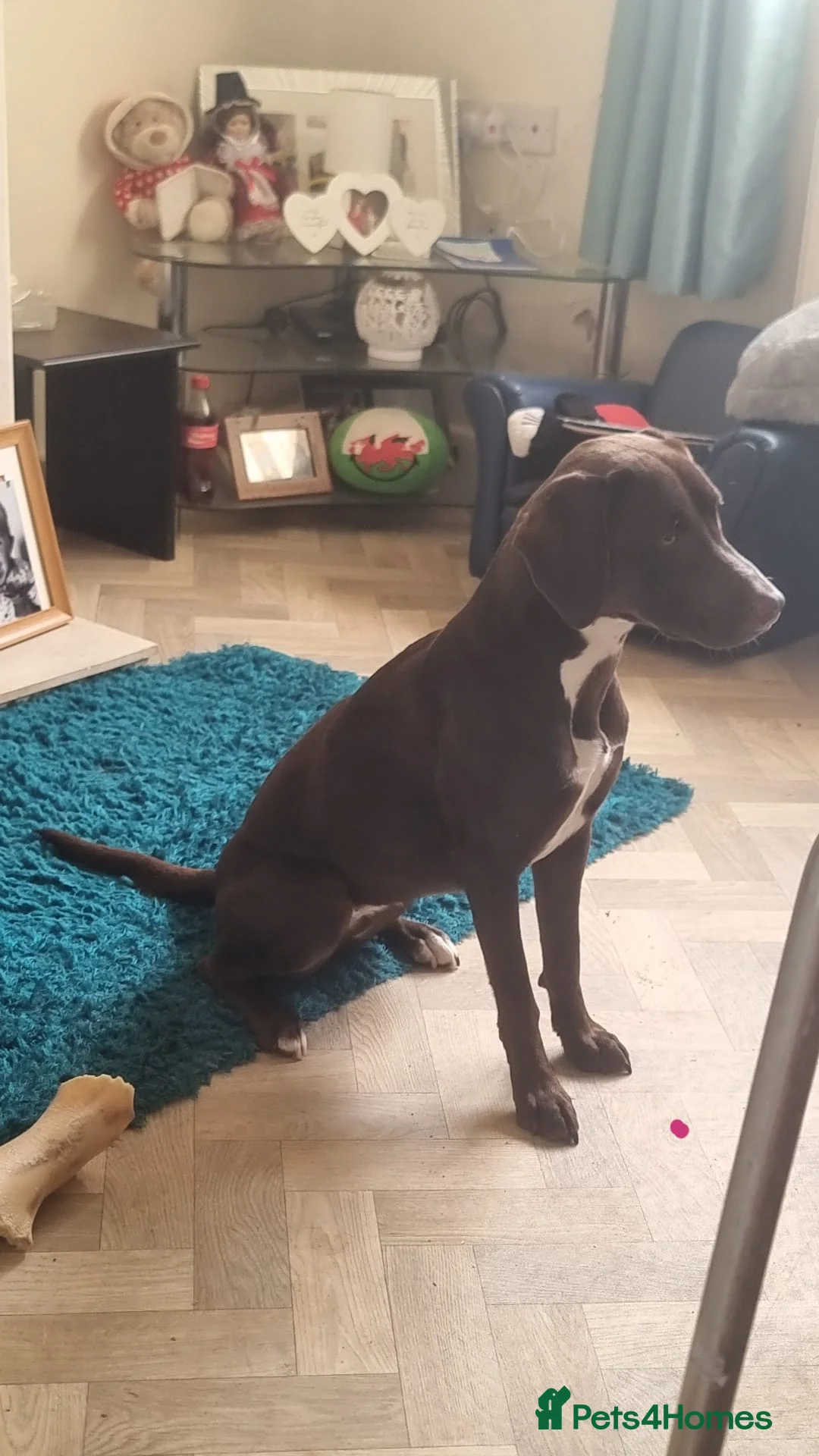 Mixed Breed dogs for sale: Lab x staffy x dalmatian  - Advert 3