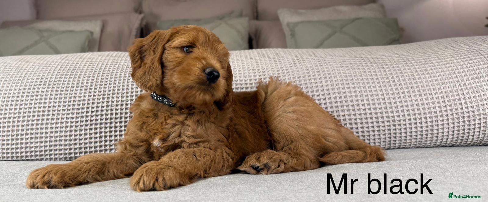 Goldendoodle dogs HEAD TURNING BOYS AND GIRLS. HEALTH TESTED LINEAGE - Advert 3