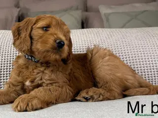 Goldendoodle dogs HEAD TURNING BOYS AND GIRLS. HEALTH TESTED LINEAGE - Advert 4