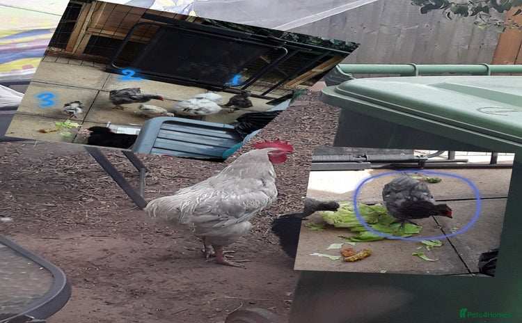 Chickens poultry - Advert 7