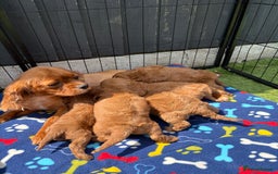 Cavapoo dogs for sale: Only two Beautiful girls cavapoos available  - Image 11