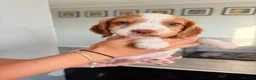 Cocker Spaniel dogs for sale: Stunning fox red working cockers - Advert 30