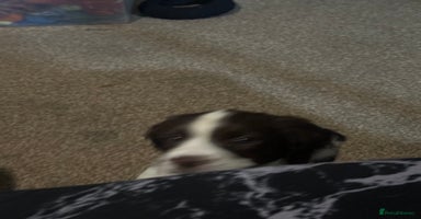 English Springer Spaniel dogs - Advert 14