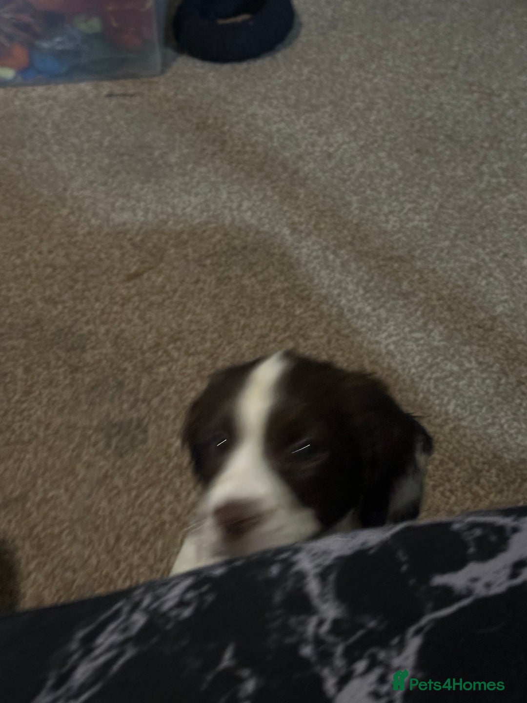 English Springer Spaniel dogs for sale: 7 beautiful springer spaniels - Image 2