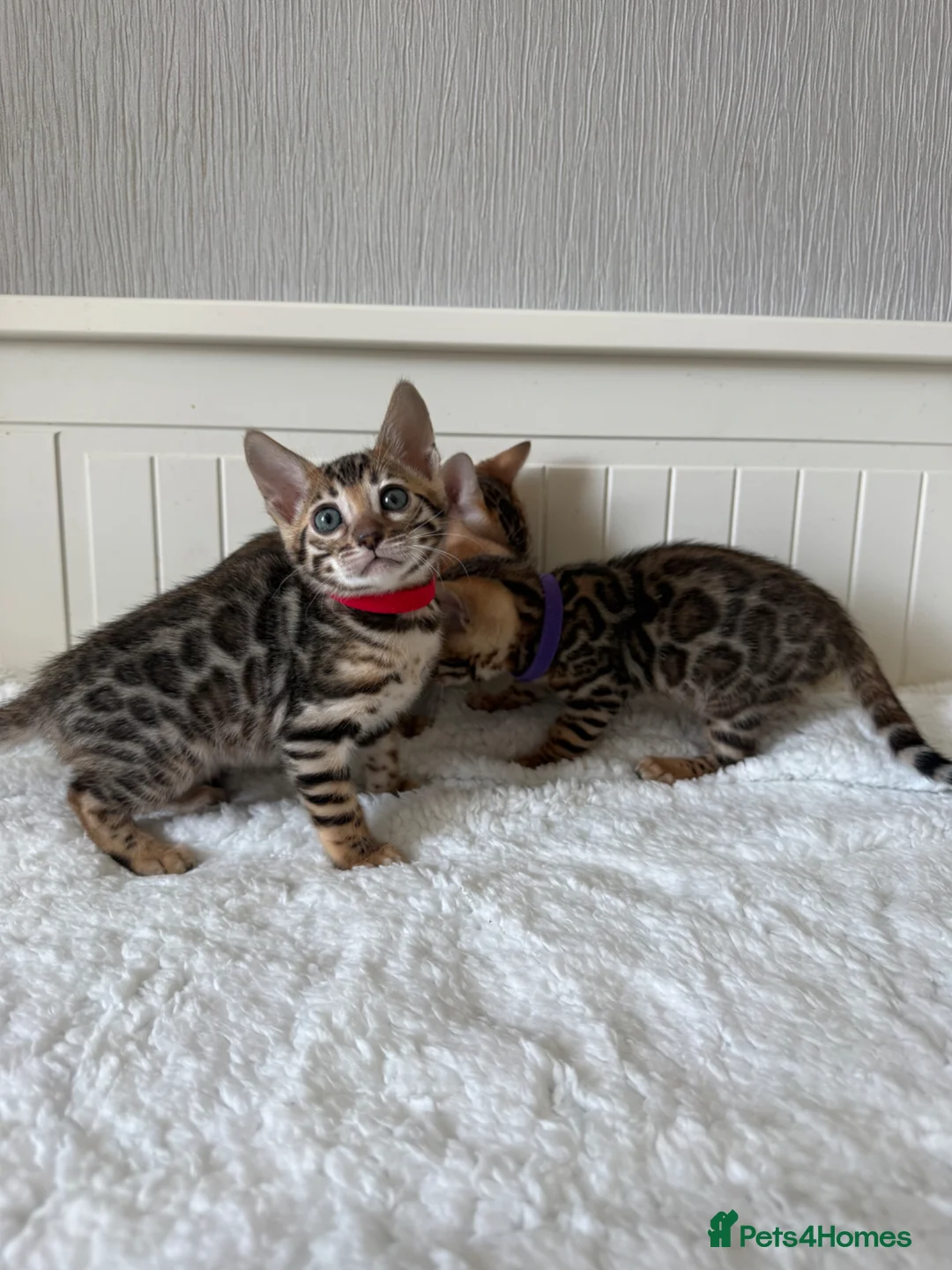 Bengal cats for sale: 🐆Adorable pedigree bengal kittens🐆 - Advert 1