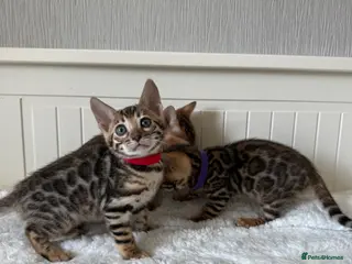 Bengal cats for sale: 🐆Adorable pedigree bengal kittens🐆 - Advert 1