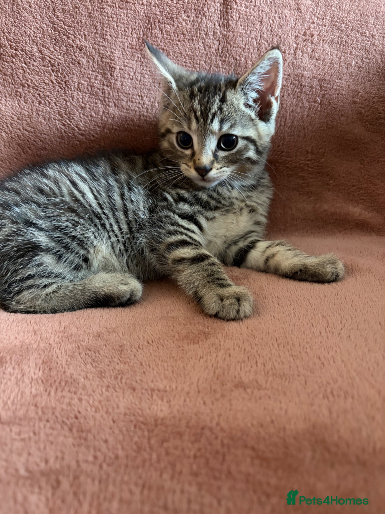 Mixed Breed cats for sale: 3 beautiful kittens  - Advert 3
