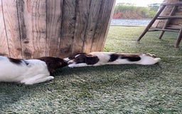 English Springer Spaniel dogs for sale: Health Tested & Part Trained - Image 10