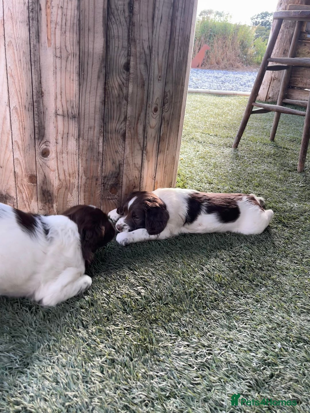 English Springer Spaniel dogs for sale: Health Tested & Part Trained - Image 10