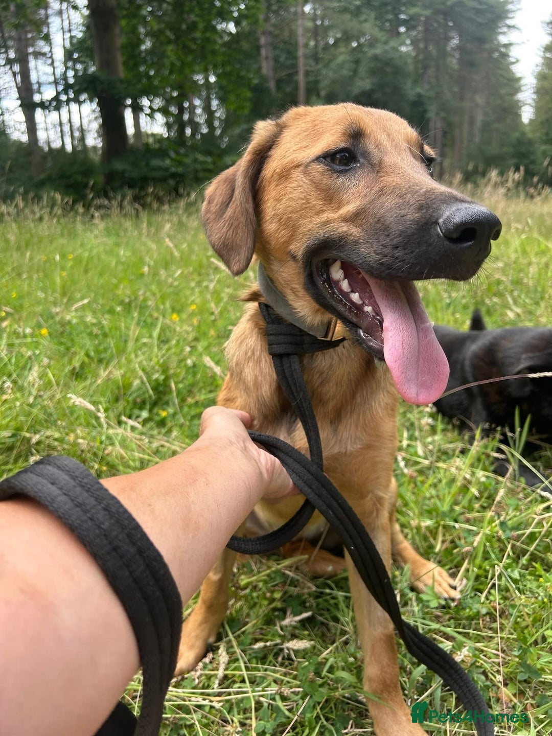 Mixed Breed dogs for adoption: Lykka - Norwich Norfolk  - Image 8