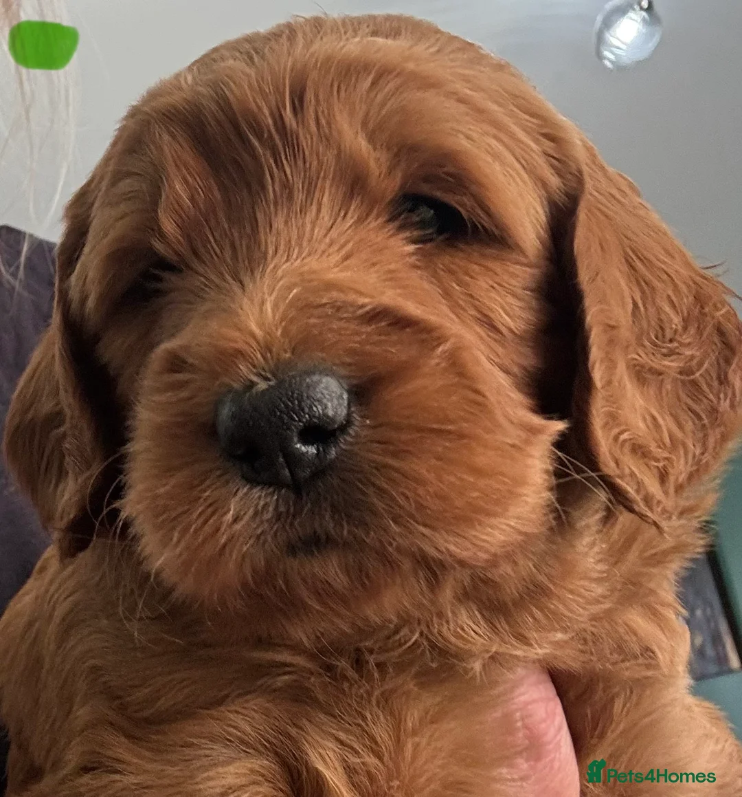 Mini Goldendoodle dogs for sale: ** 5 beautiful mini golden doodle puppies ** in Swindon - Advert 2