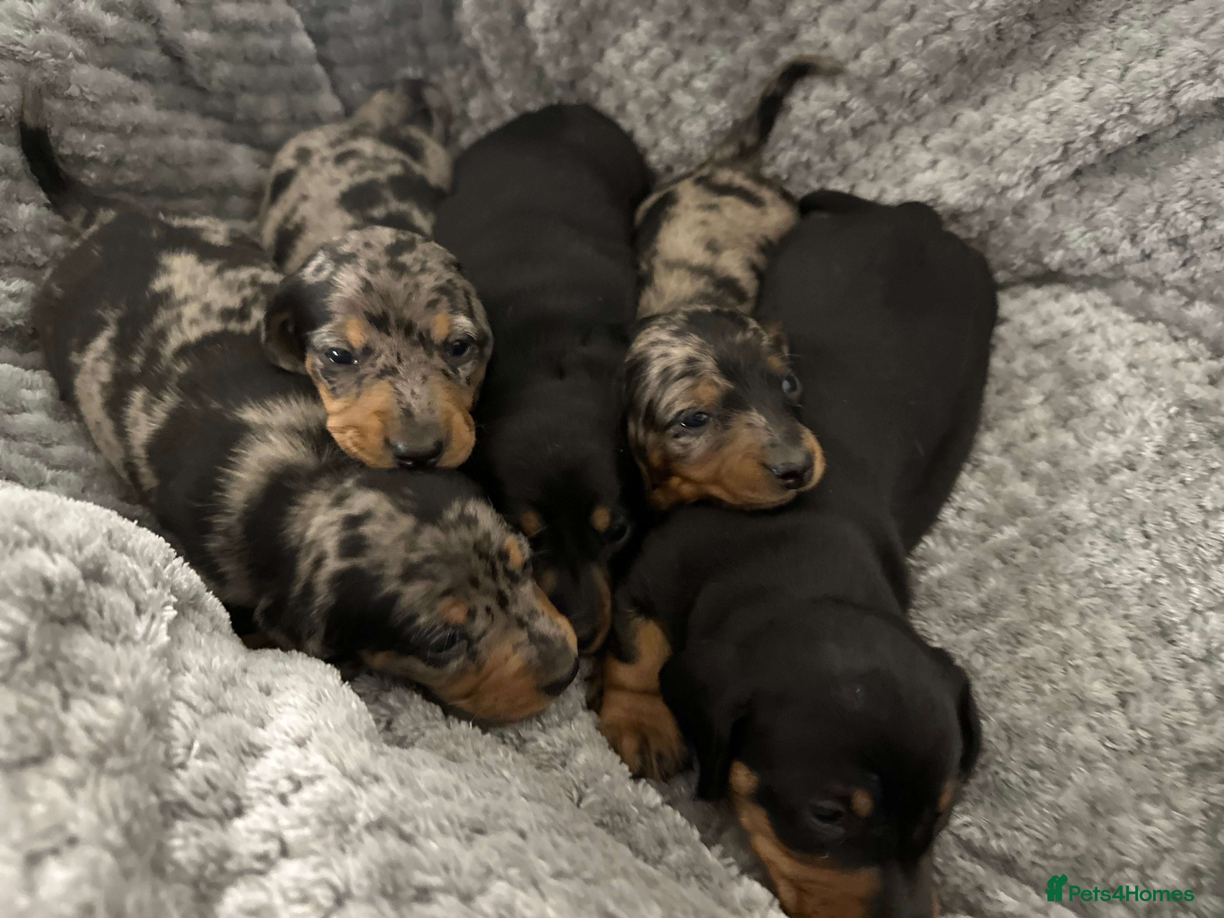 Miniature Dachshund dogs Miniature dachshund puppies  - Advert 11