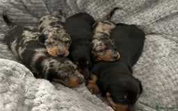 Miniature Dachshund dogs for sale: Miniature dachshund puppies  - Advert 8