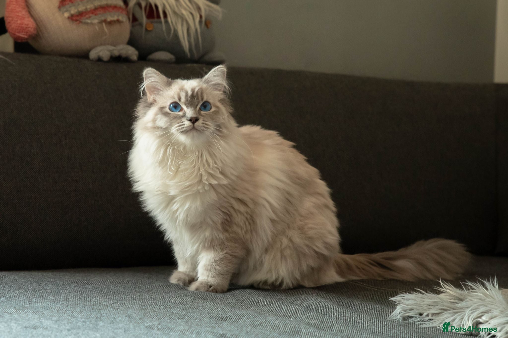 Ragdoll cats Beautiful Female Ragdoll – GCCF Active Registered - Advert 1