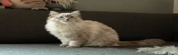 Ragdoll cats for sale: Beautiful Female Ragdoll – GCCF Active Registered in Helensburgh - Advert 1