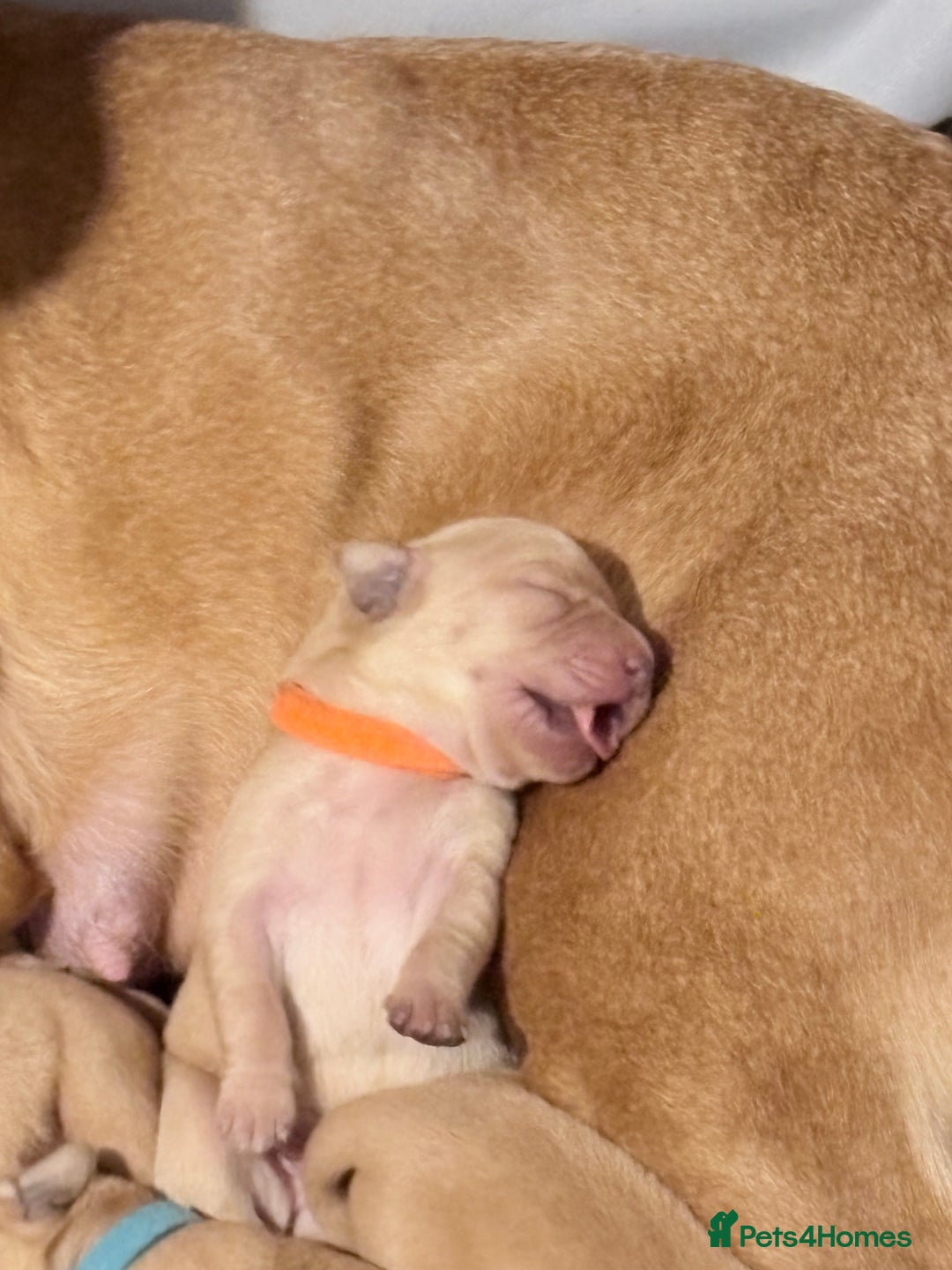 Labrador Retriever dogs for sale: Beautiful Labrador Pup - Advert 5