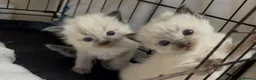 Ragdoll cats for sale: Fluffy gorgeous Ragdolls  - Advert 8