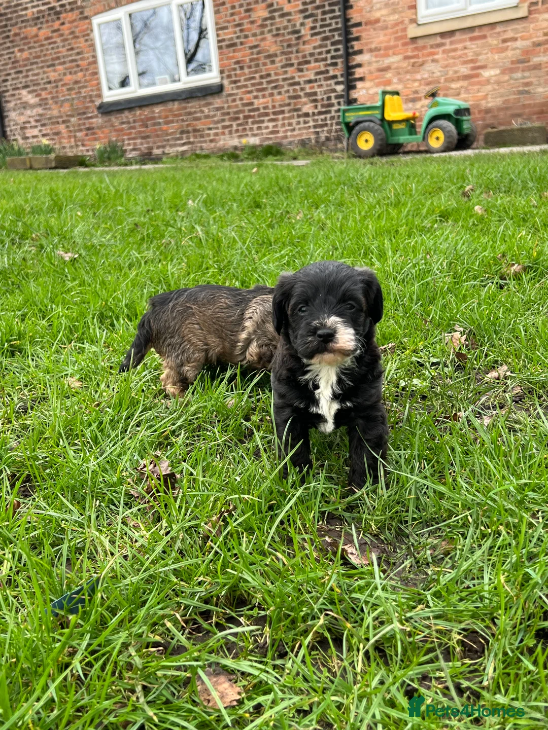 Mixed Breed dogs for sale: Borderpoo pups for sale(borderterrier x toypoodle) in Manchester - Advert 18