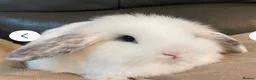 Mini Lop rabbits for sale: 2 Rabbits in Bradford - Advert 2