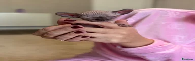 Sphynx 2