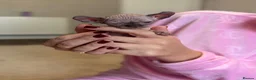 Sphynx cats for sale: Beautiful Canadian Sphynx  - Advert 16