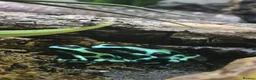 Bearded Dragon reptiles for sale: Bearded dragon babies  - Advert 9