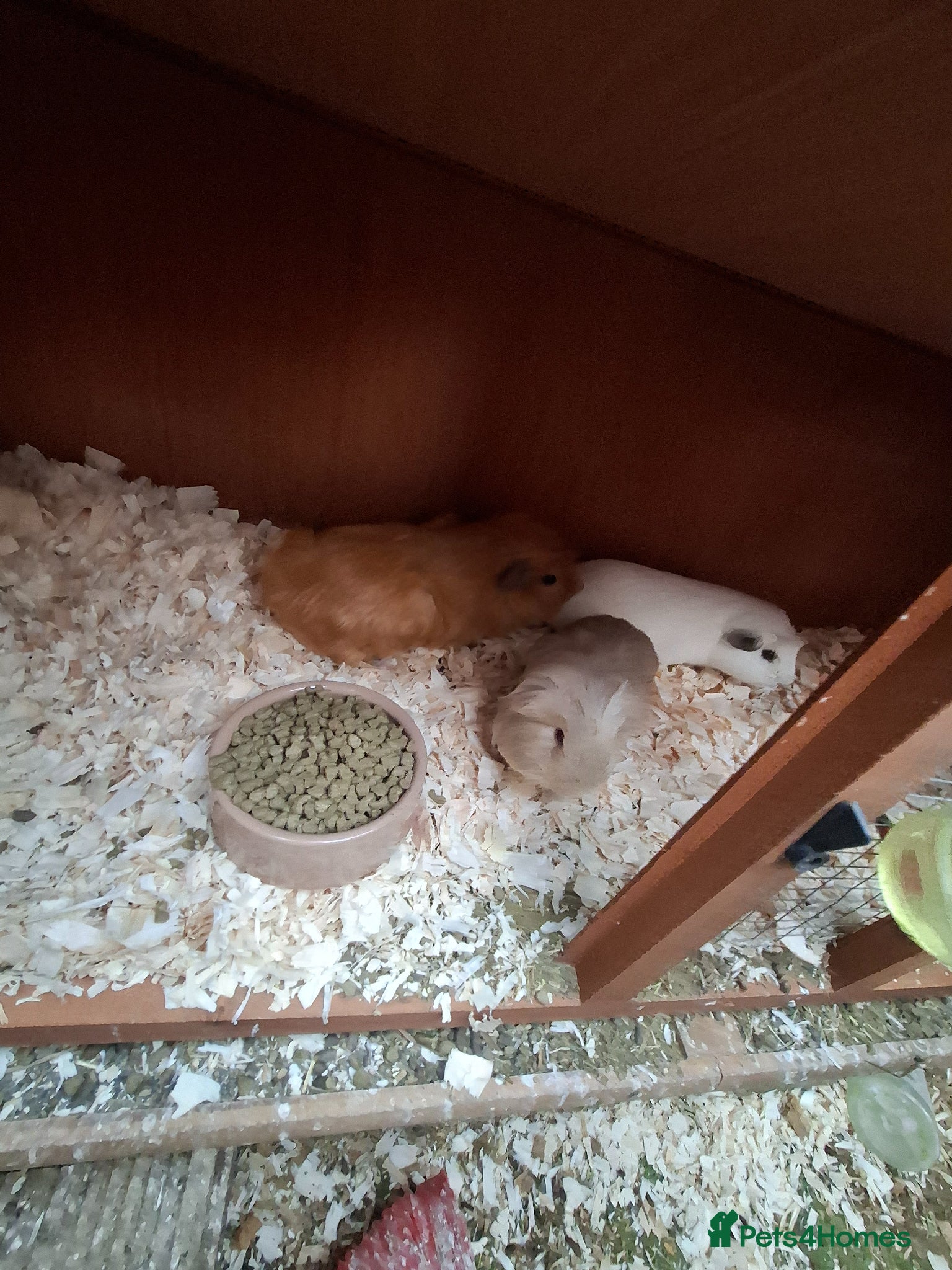 Guinea Pig rodents  2 male Guinea pigs - Advert 10