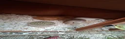 Guinea Pig rodents for sale: 3 male Guinea pigs in Melksham - Advert 2