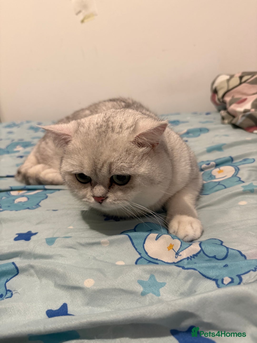 British Shorthair cats for sale: British shorthair male active  - Advert 5
