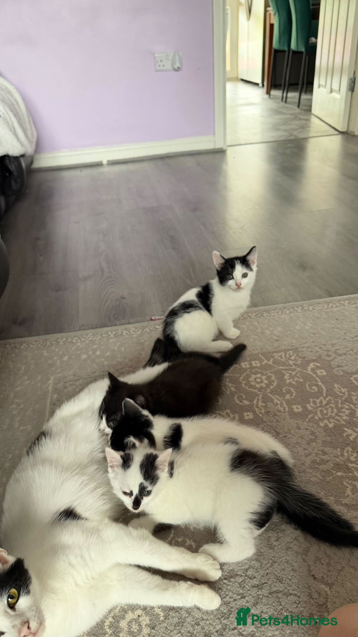 British Shorthair cats 3 cute kittens ready for a loving family - Advert 7