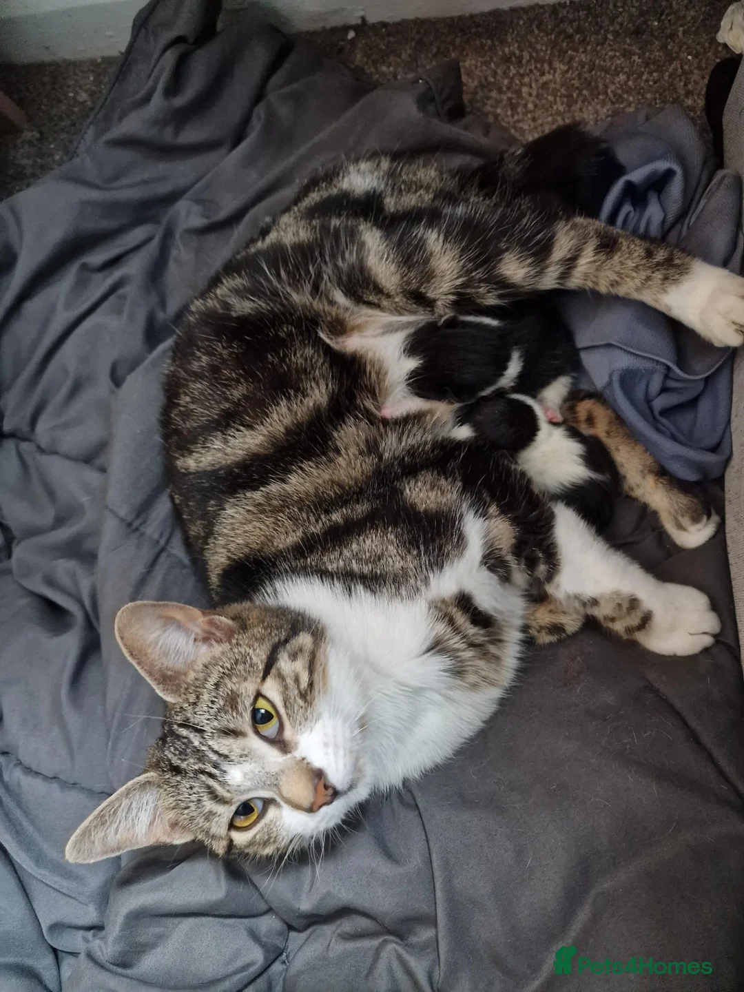 Mixed Breed cats for sale: Male kitten - Advert 1