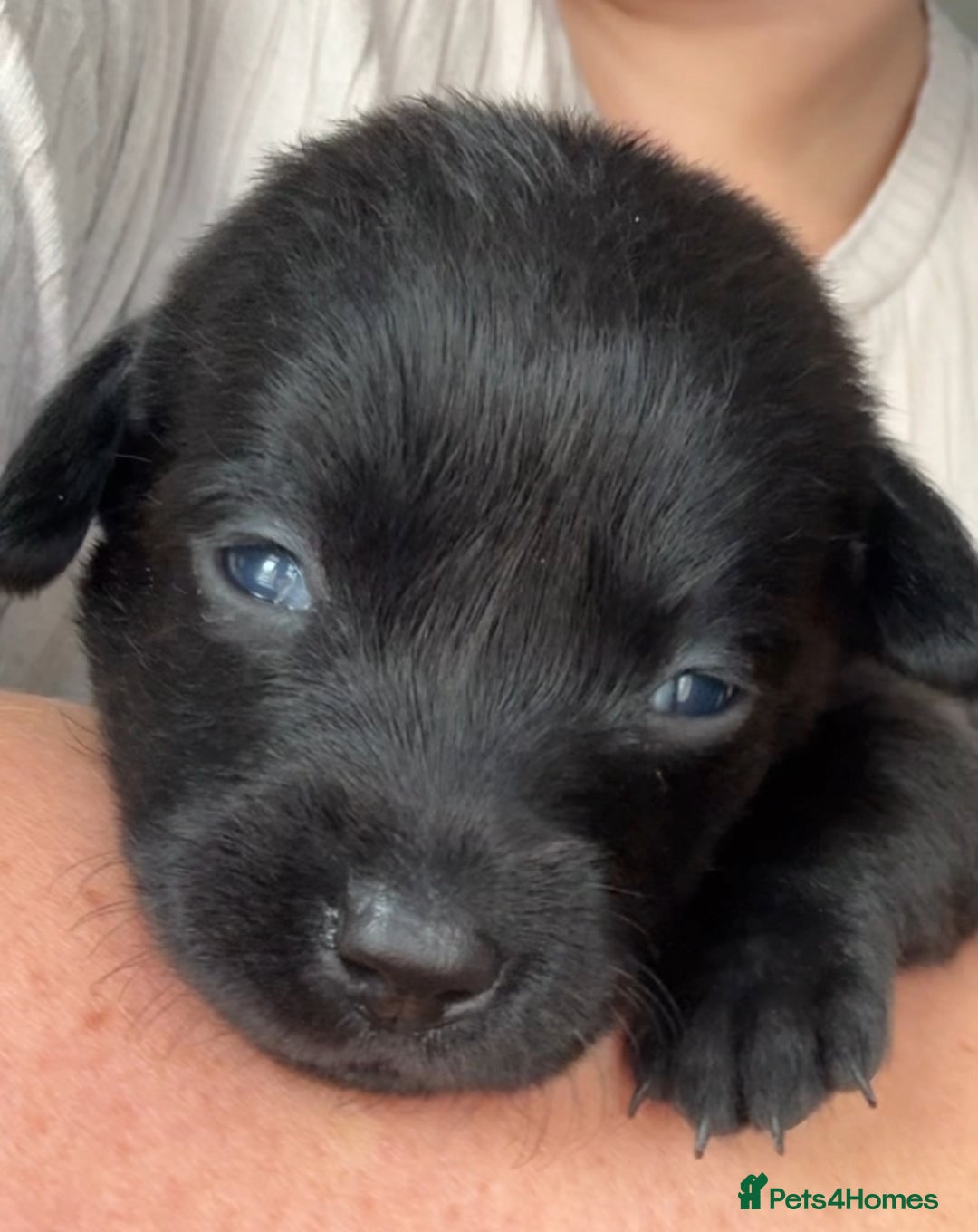 Labrador Retriever dogs for sale: Female black Labrador  - Image 3