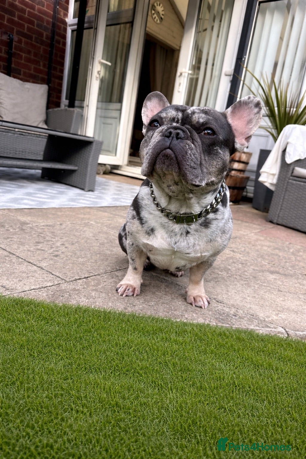 French Bulldog dogs Beautiful French bulldogs  - Advert 2
