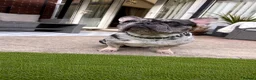 French Bulldog dogs for sale: Beautiful French bulldogs  - Advert 3
