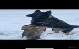 German Shepherd dogs for sale: READY NOW CZECH LINE GERMAN SHEPHERD PUPPIES!! - Image 13
