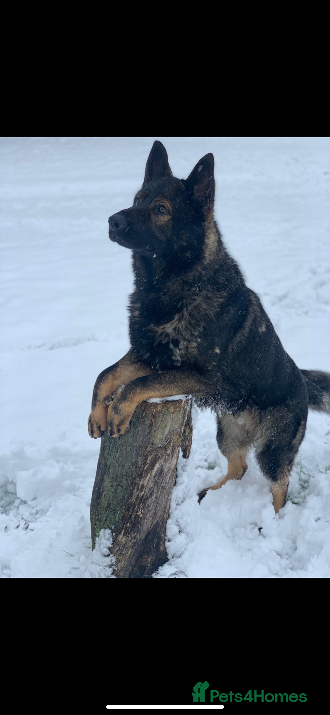 German Shepherd dogs for sale: READY NOW CZECH LINE GERMAN SHEPHERD PUPPIES!! - Image 13