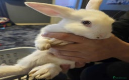 Mixed Breed rabbits for sale: Baby bunny’s - Image 3