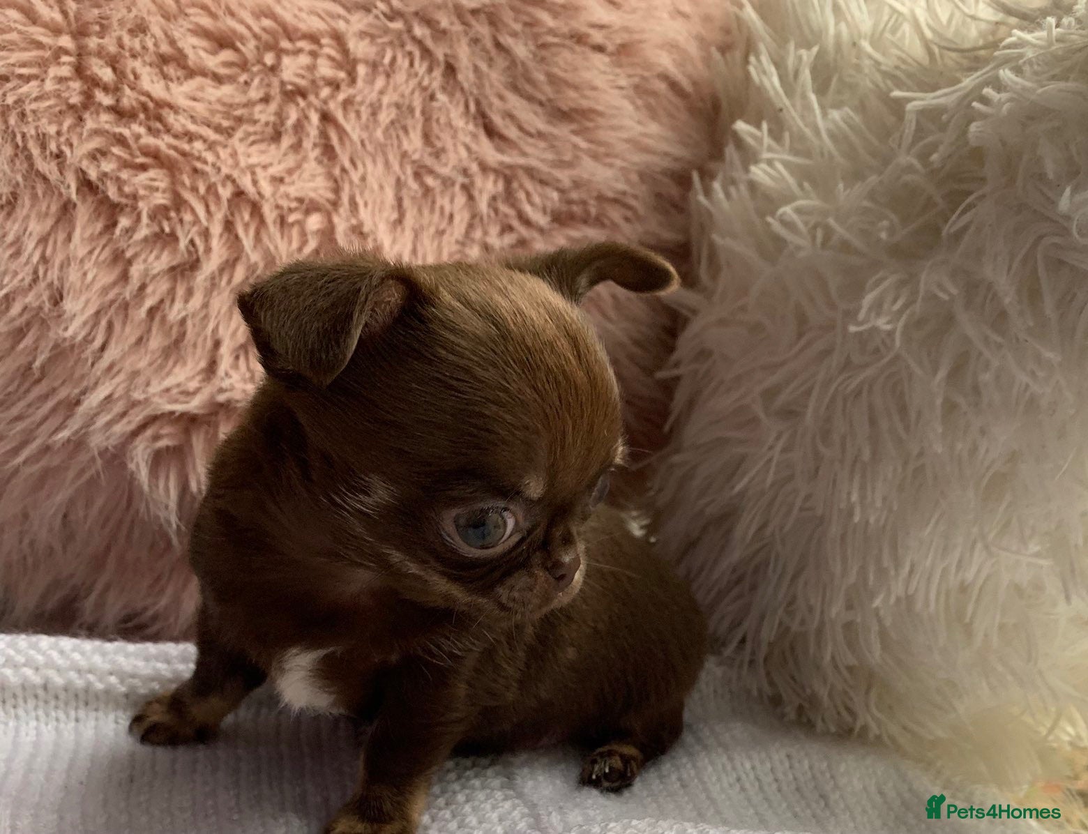 Chihuahua dogs BEAUTIFUL TINY CHOCOLATE BOY - Advert 19