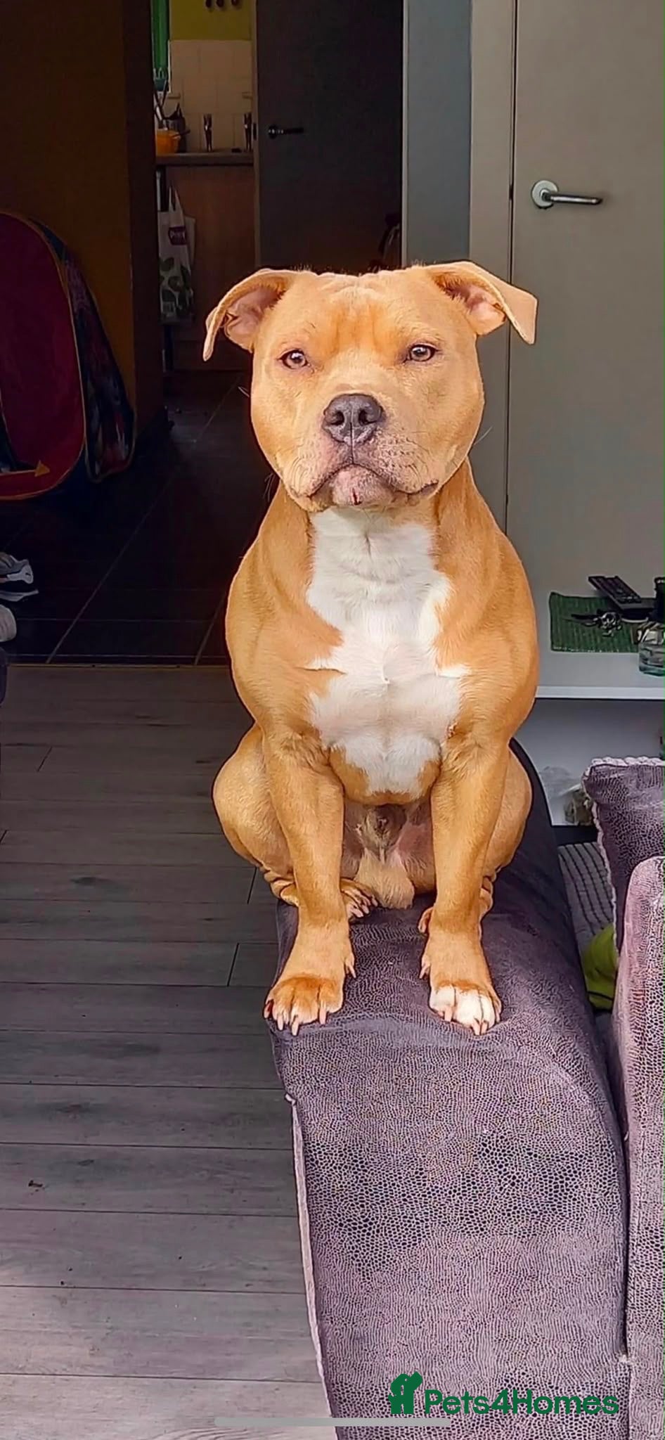 Staffordshire Bull Terrier dogs K. C registered blue Staffordshire puppies - Advert 2
